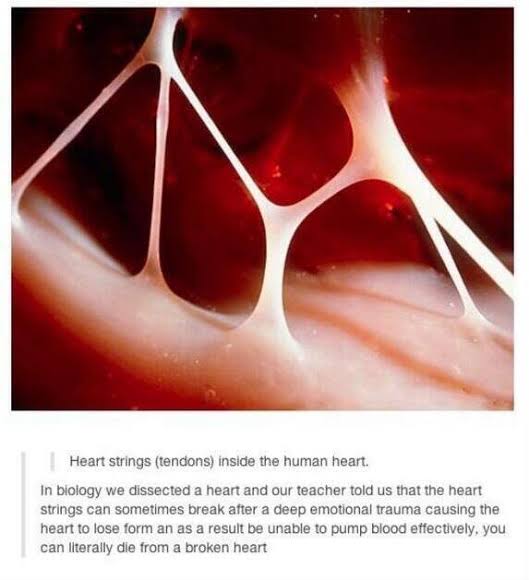 Dying From a Broken Heart... Literally